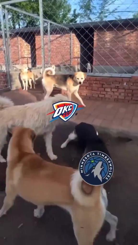 太有活了！美媒恶搞：狗王雷霆吓退掘金灰熊，把森林狼按地上